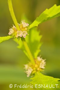 Lycope d'Europe ou Chanvre d'eau (Lycopus europaeus)