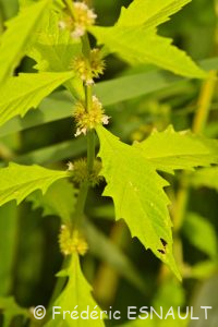 Lycope d'Europe ou Chanvre d'eau (Lycopus europaeus)
