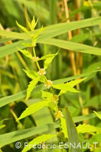 Lycope d'Europe ou Chanvre d'eau (Lycopus europaeus)