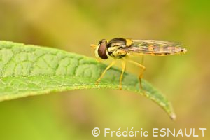 Un Syrphe (Sphaerophoria sp.)