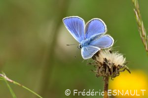 Azuré commun (Polyommatus icarus)