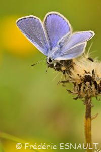 Azuré commun (Polyommatus icarus)