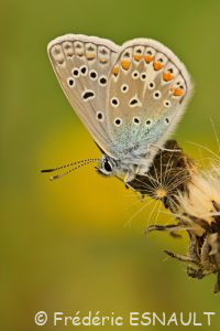 Azuré commun (Polyommatus icarus)