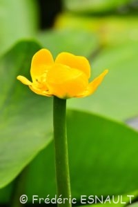 Nénuphar jaune (Nuphar lutea)