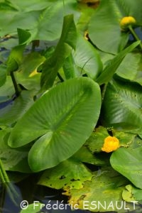 Nénuphar jaune (Nuphar lutea)