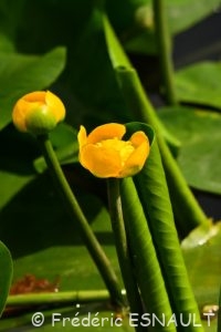 Nénuphar jaune (Nuphar lutea)
