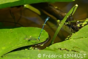 L'Agrion jouvencelle (Coenagrion puella)