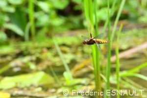 Libellule déprimée (Libellula depressa)