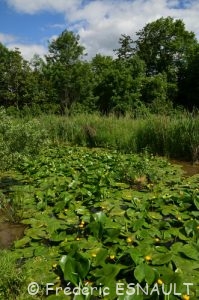 Zone humide du r de la Gondoire