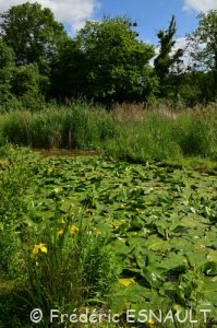 Zone humide du ru de la Gondoire