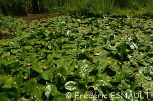 Zone humide du ru de la Gondoire