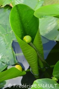 Nénuphar jaune (Nuphar lutea)