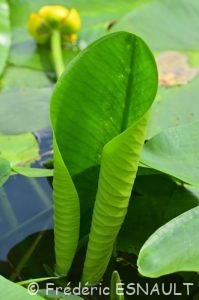 Nénuphar jaune (Nuphar lutea)