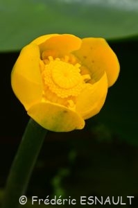 Nénuphar jaune (Nuphar lutea)
