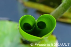 Nénuphar jaune (Nuphar lutea)