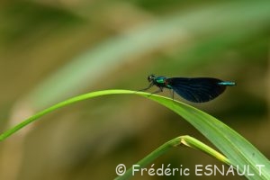 Caloptéryx vierge (Calopteryx virgo)