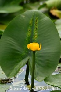 Nénuphar jaune (Nuphar lutea)