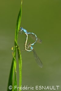 Agrion porte-coupe (Enallagma cyathigerum)