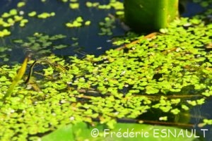 Petite lentille d'eau (Lemna minor)