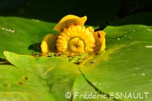 Nénuphar jaune (Nuphar lutea)