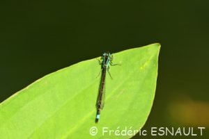 Ischnure élégante (Ischnura elegans)