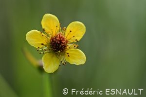 Benoîte commune (Geum urbanum)