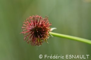 Benoîte commune (Geum urbanum)