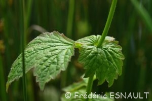 Benoîte commune (Geum urbanum)
