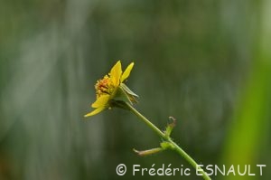 Benoîte commune (Geum urbanum)