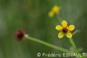 Benoîte commune (Geum urbanum)