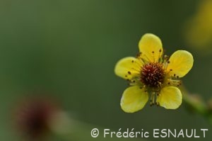 Benoîte commune (Geum urbanum)