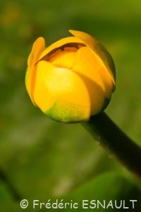 Nénuphar jaune (Nuphar lutea)