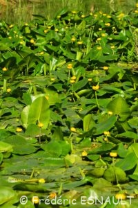Nénuphar jaune (Nuphar lutea)