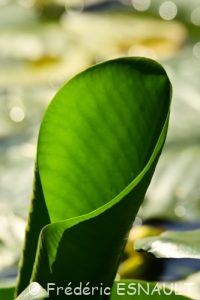 Nénuphar jaune (Nuphar lutea)