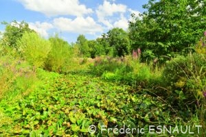 Zone humide du ru de la Gondoire