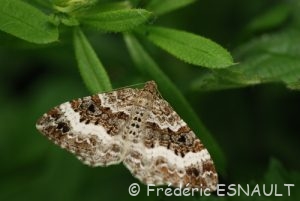 Alternée ou Xanthorée de l'Alchémille (Epirrhoe alternata)