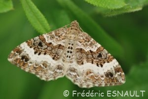 Alternée ou Xanthorée de l'Alchémille (Epirrhoe alternata)