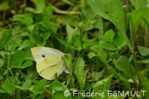 Piéride de la rave (Pieris rapae)