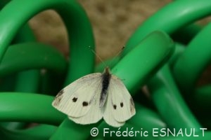 Piéride de la rave (Pieris rapae)