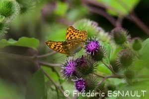 Tabac d'Espagne ou Nacré vert (Argynnis paphia)
