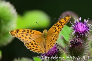 Tabac d'Espagne ou Nacré vert (Argynnis paphia)