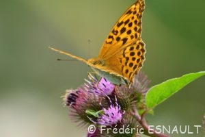 Tabac d'Espagne ou Nacré vert (Argynnis paphia)