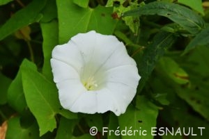 Liseron des haies (Calystegia sepium)