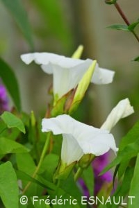 Liseron des haies (Calystegia sepium)