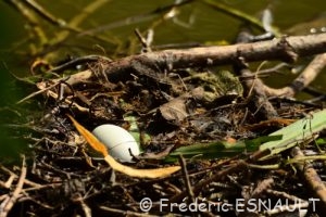 Grèbe huppé (Podiceps cristatus