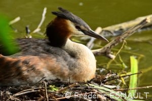 Grèbe huppé (Podiceps cristatus