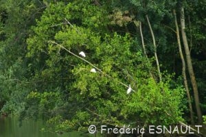 Le Héron garde-bœufs (Bubulcus ibis)