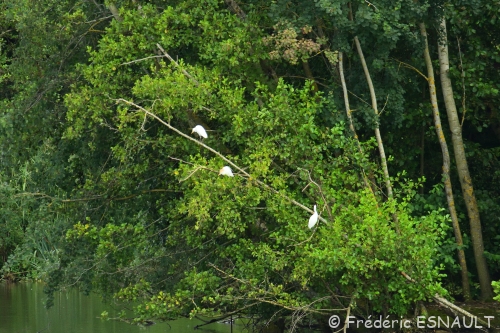 Le Héron garde-bœufs (Bubulcus ibis)
