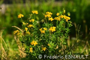 Lotier corniculé ou Pied de poule (Lotus corniculatus)