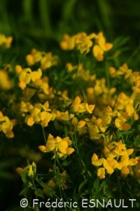 Lotier corniculé ou Pied de poule (Lotus corniculatus)
